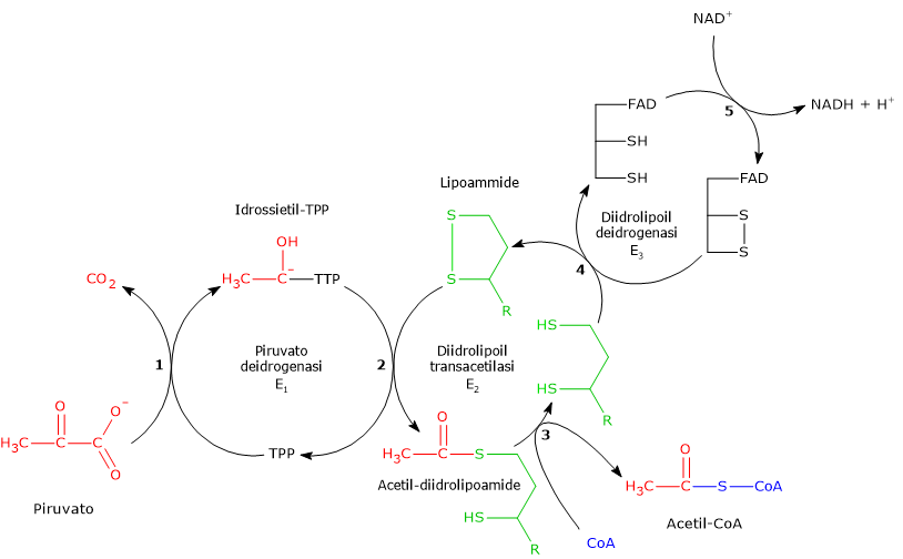 Schema delle cinque reazioni catalizzate dal complesso della piruvato deidrogenasi