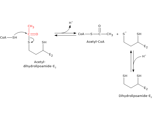 Catalytic mechanism of dihydrolipoyl transacetylase, one of the components of the pyruvate dehydrogenase complex