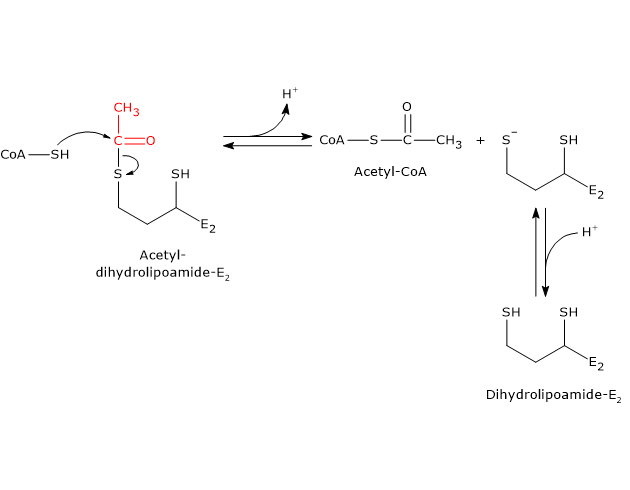 Catalytic mechanism of E2 of the pyruvate dehydrogenase complex