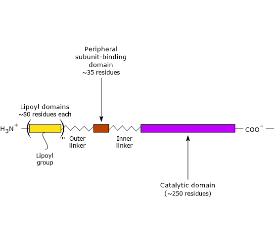 Domains of Dihydrolipoyl Transacetylase