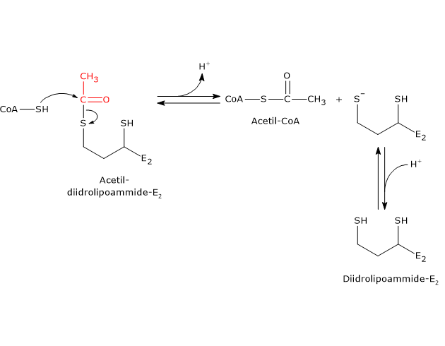 Meccanismo catalitico di E2, un componente del complesso della piruvato deidrogenasi