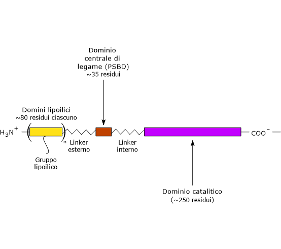 Domini della diidrolipoil transacetilasi