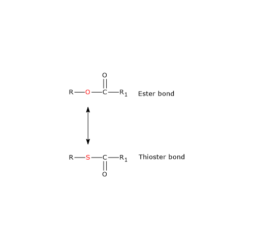 Ester bond and thioester bond