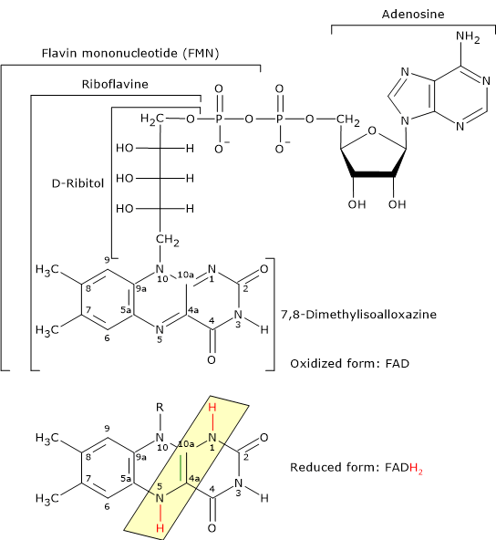 Skeletal formula of the oxidized and reduced form of flavin adenine dinucleotide, the active form of vitamin B2