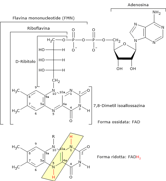 Forma ossidata e ridotta del FAD, la forma attiva della vitamina B2