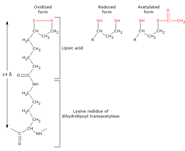 Lipoamide, the functional form of lipoic acid, the coenzyme of dihydrolipoyl transacetylase