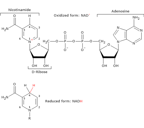 Skeletal formula of the oxidated and reduced form of nicotinamide adenine dinucleotide
