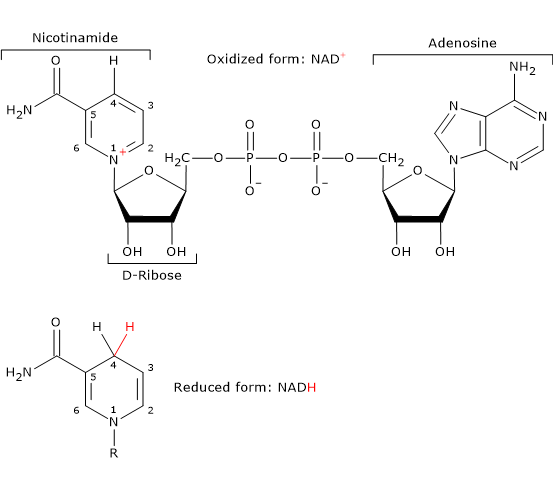 Skeletal formula of nicotinamide adenine dinucleotide