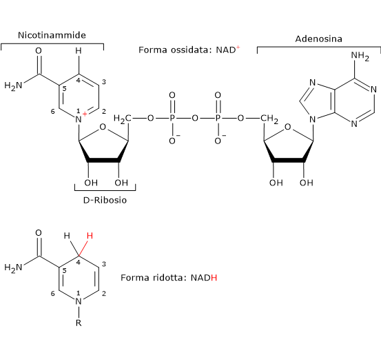 Formula di struttura della nicotinammide adenina dinucleotide in forma ridotta ed ossidata