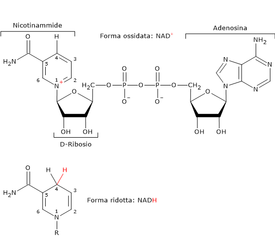 Formula di struttura della nicotinammide adenina dinucleotide