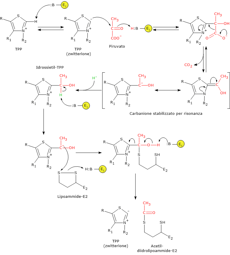 Meccanismo catalitico della piruvato deidrogenasi, uno dei componenti del complesso della piruvato deidrogenasi