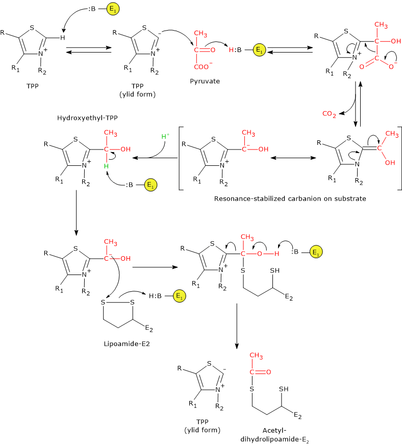 Catalytic mechanism of pyruvate dehydrogenase