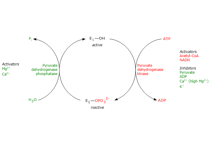 Regulation of pyruvate dehydrogenase complex activity by covalent modifications