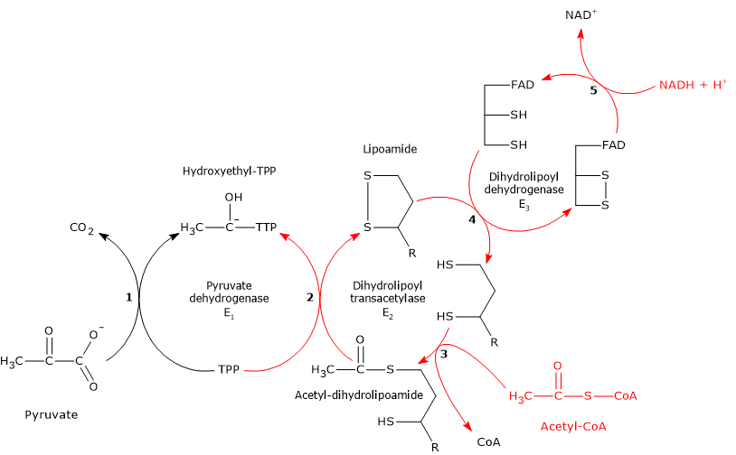 Regulation of pyruvate dehydrogenase complex activity by feedback inhibition 