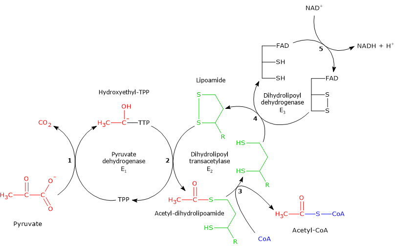 The five reactions catalyzed by pyruvate dehydrogenase complex