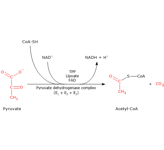 Oxidative decarboxylation of pyruvate to acetyl-CoA catalyzed by pyruvate dehydrogenase complex