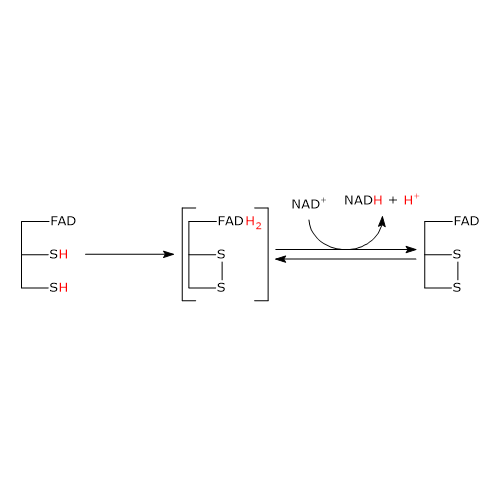 Reduced dihydrolipoyl dehydrogenase (E3) is reoxidized by NAD+