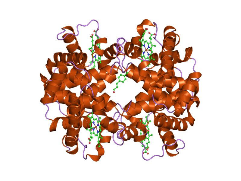 Protein classification: example of globular protein