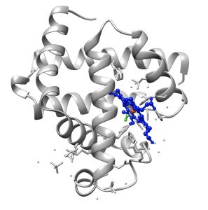 Proteins: the tertiary structure of oxy-myoglobin