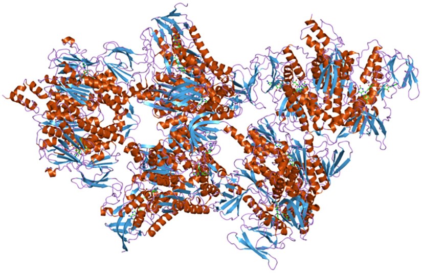 Multienzyme complexes: alpha-ketoglutarate dehydrogenase complex