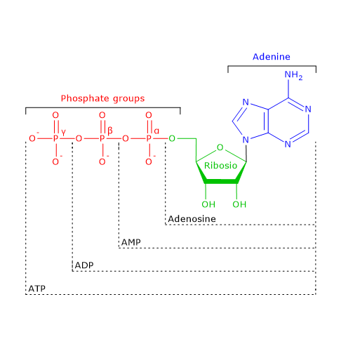 Multifunctional enzymes