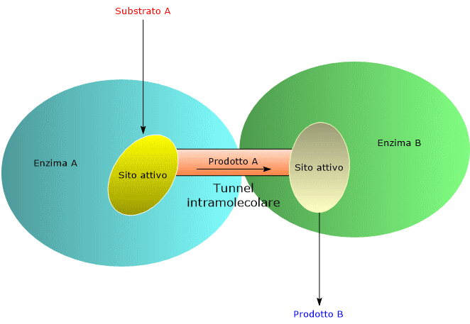 Figura che mostra l’incanalamento dei substrati negli enzimi multifunzionali, in cui i substrati vengono trasferiti direttamente tra i siti attivi attraverso canali intramolecolari.
