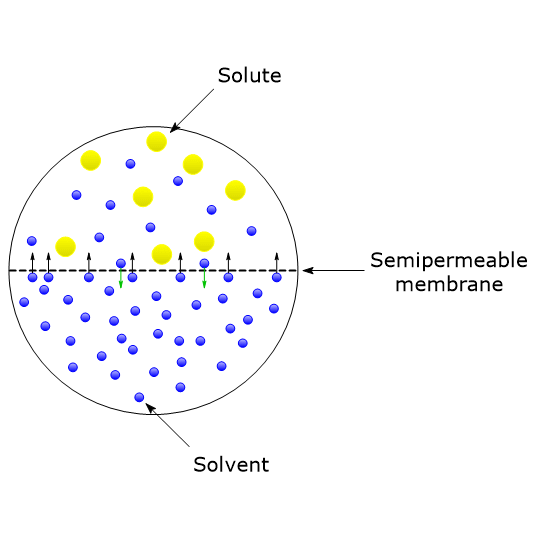 Osmotic pressure: two different solutions are separated by a semipermeable membrane