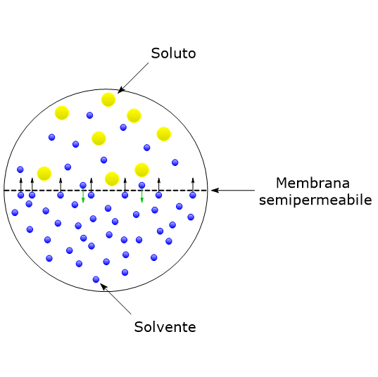Pressione osmotica: due soluzioni differenti separate da una membrana semipermeabile