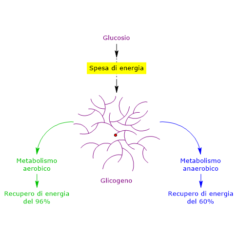 Resa energetica del glicogeno in condizioni anaerobiche e aerobiche