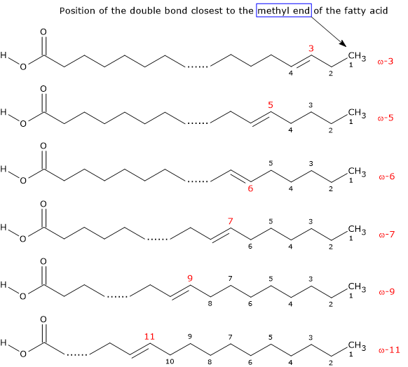 The omega numbering system for naming unsaturated fatty acids