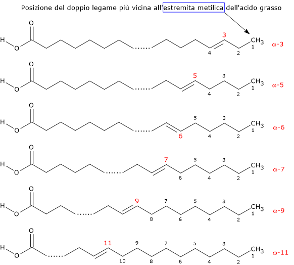 Classificazione degli acidi grassi insaturi secondo le famiglie Omega