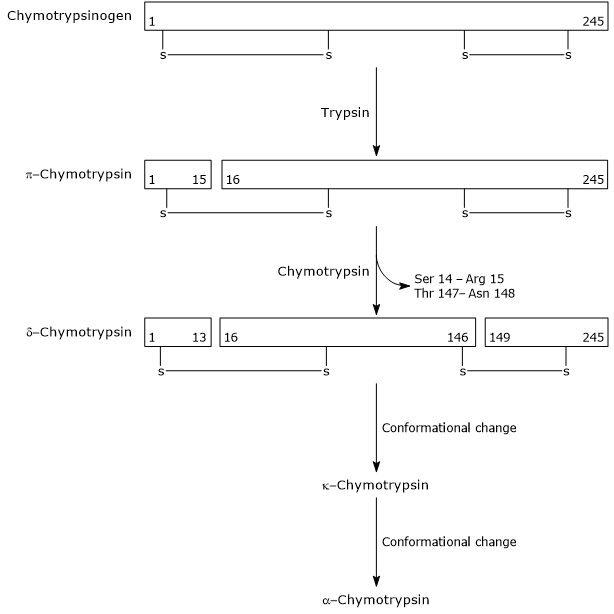 Proteolytic activation of chymotrypsinogen to alpha-chymotrypsin