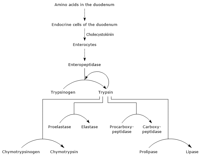 Activation cascade of pancreatic zymogens involved in protein digestion