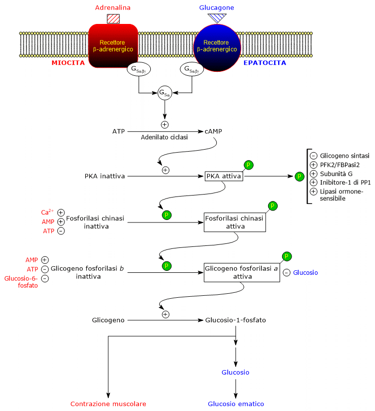 Glicogenolisi e cascata di attivazioni intracellulari indotte da adrenalina e glucagone nel muscolo e fegato