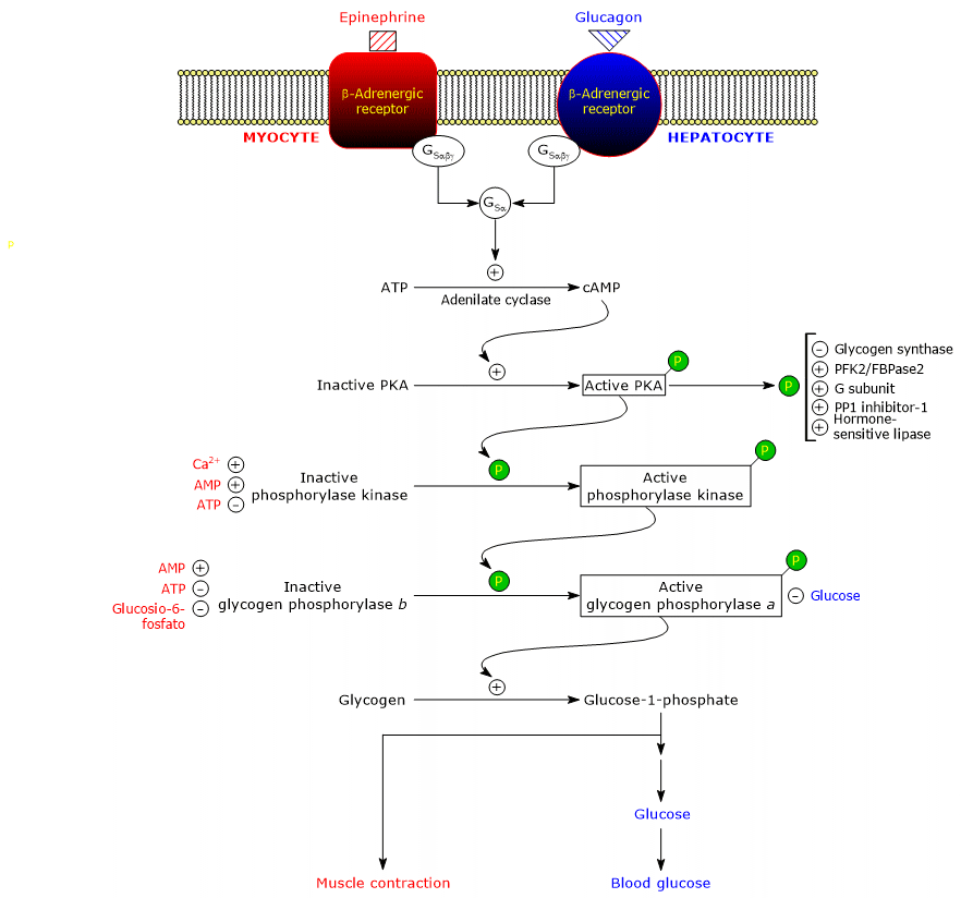 Glycogenolysis: the cascade of events triggered by adrenaline and glucagon in muscle and liver