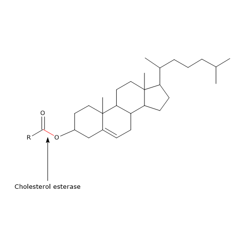 Site of action of cholesterol esterase, enzyme involved in lipid digestion