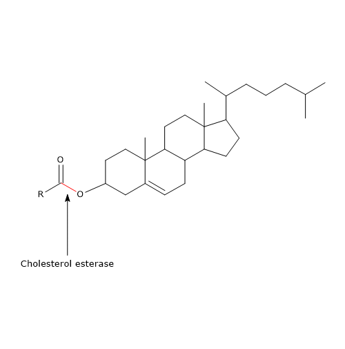 Werkingsplaats van cholesterolesterase, enzym dat betrokken is bij de vertering van lipiden