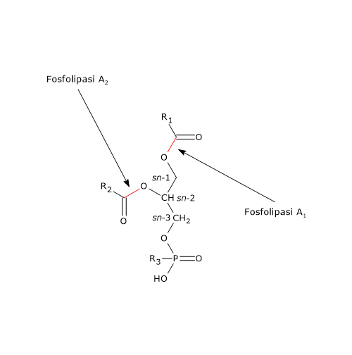 Sito di azione della fosfolipasi A1 e A2, enzimi della digestione dei lipidi
