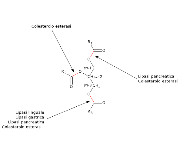 Siti di azione degli enzimi coinvolti nella digestione dei trigliceridi: lipasi e colesterolo esterasi