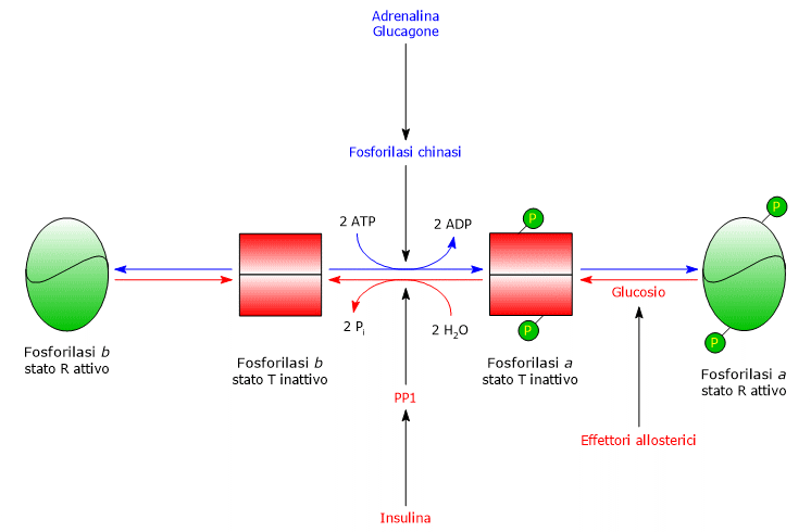 Regolazione covalente ed allosterica della glicogeno fosforilasi epatica