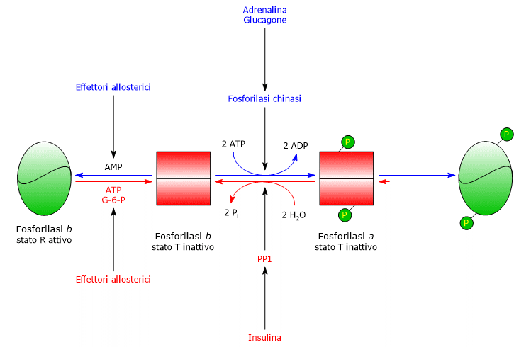 Regolazione covalente ed allosterica della glicogeno fosforilasi muscolare