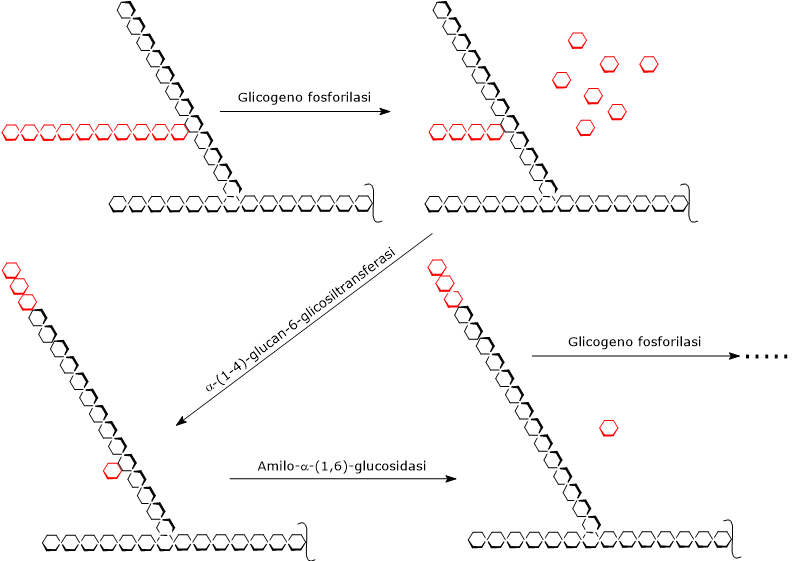 Reazioni della glicogenolisi ed enzimi coinvolti