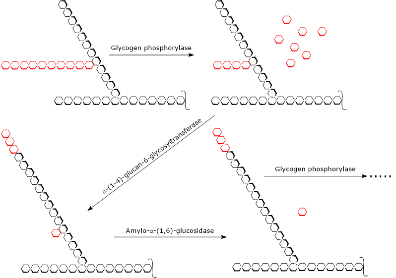 The reactions of glycogenolysis and involved enzymes