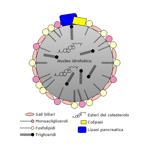 Ruolo delle gocce lipidiche nella digestione dei lipidi nel duodeno