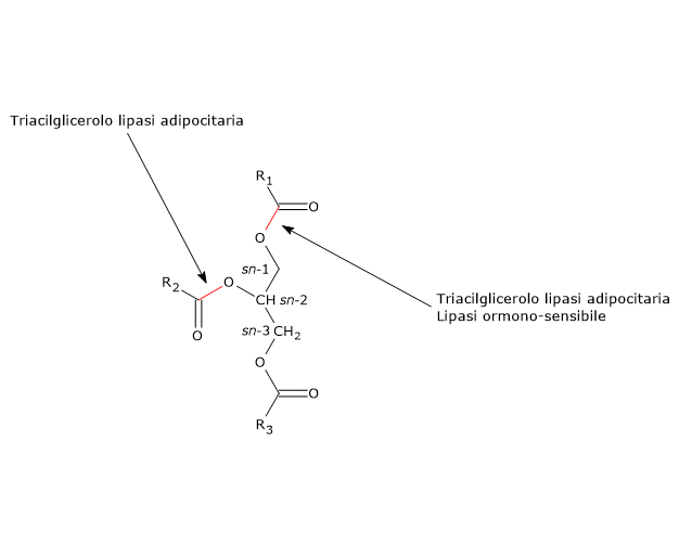 Siti di azione di ATGL e HSL sui legami estere dei trigliceridi: stereo-preferenze