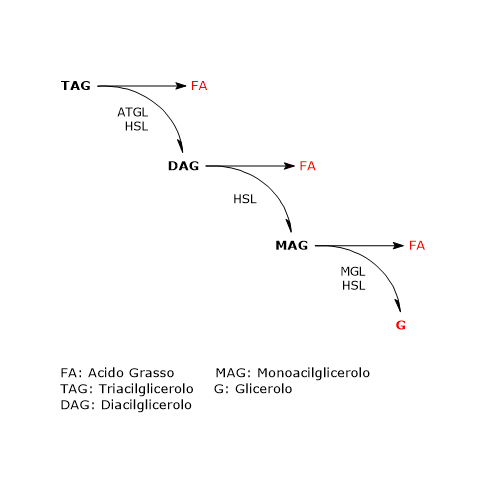 Scissione idrolitica dei trigliceridi in acidi grassi e glicerolo