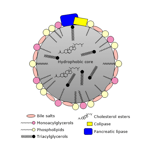 Función de las gotas lipídicas en la digestión de los lípidos en el intestino delgado