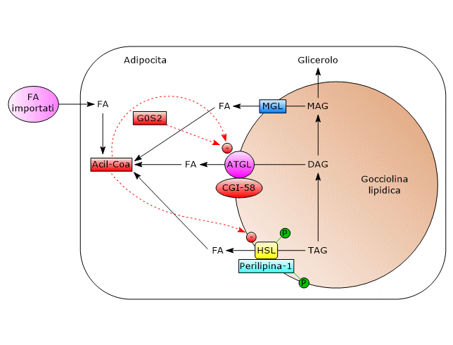 Regolazione della lipolisi negli adipociti