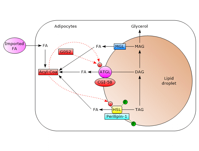 Regulation of lipolysis in adipocytes