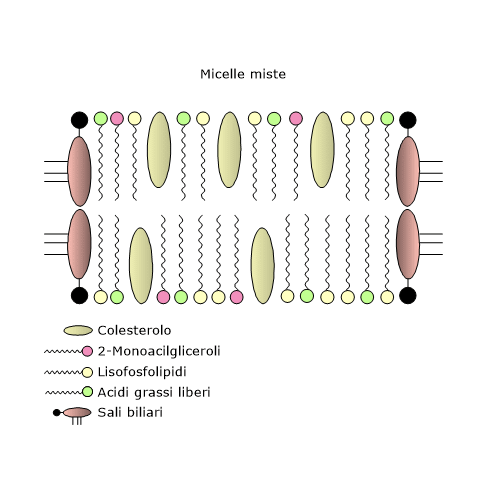 Struttura delle micelle miste e ruolo nell’assorbimento dei lipidi nell’intestino tenue